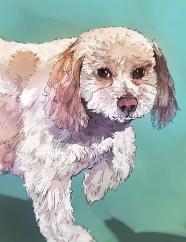 KrissiCarsonart's Mom's dog, Rocket KrissiCarsonart's Mom's dog, Rocket