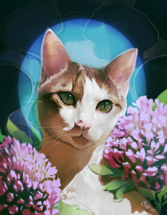 Sunset_Opal's Cat, Momo Sunset_Opal's Cat, Momo
